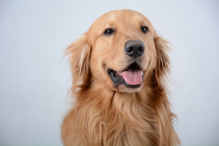 Gülümseyen golden retriever